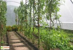 Serre Tunnel Tonneau En Polyéthylène 34 M² - Gothique 7,5 X 4,5 M -Outils De Jardinage g45750atc serre tunnel goth 7.5