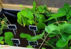 Axi Serre De Culture Sur Pieds En Bois Et Polycarbonate - 120 X 54 X 120 Cm -Outils De Jardinage interieur serre sur pieds bois