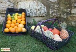 Paniers De Récolte Kajo 20L – 58 X 38 X 15 Cm (lot De 2) -Outils De Jardinage panier recolte kajo 20 prune